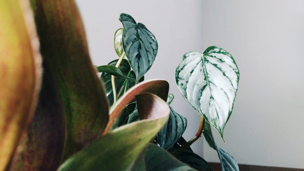how to repot a Heartleaf Philodendron
