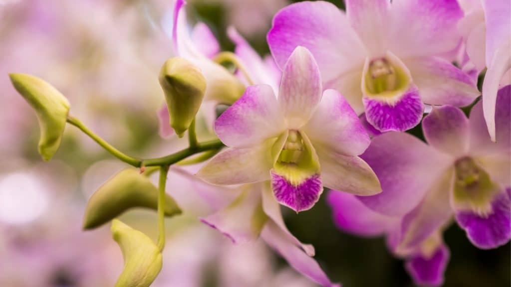 how do i care for my dendrobium orchids