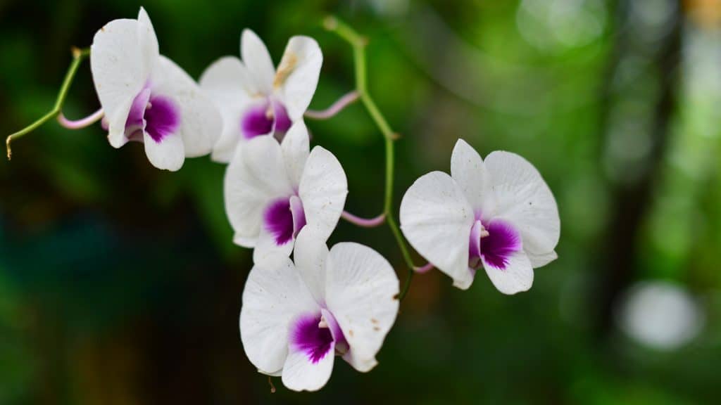 do orchids like humidity?