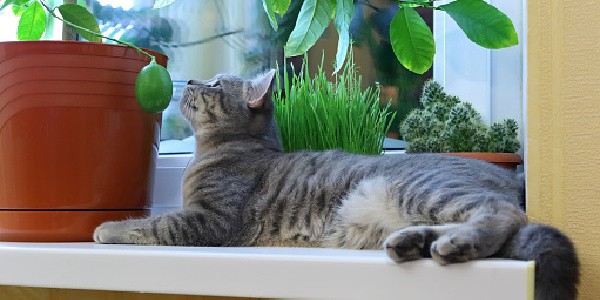 cat looking at plants