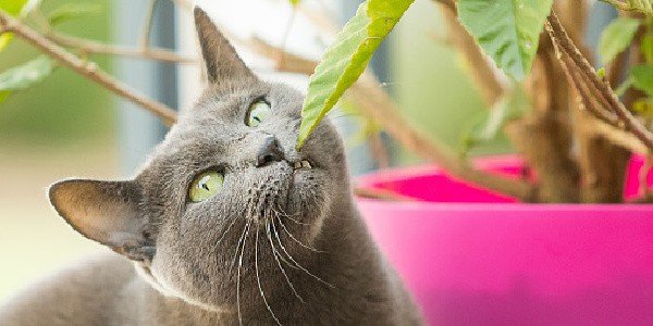 cat biting on leaves