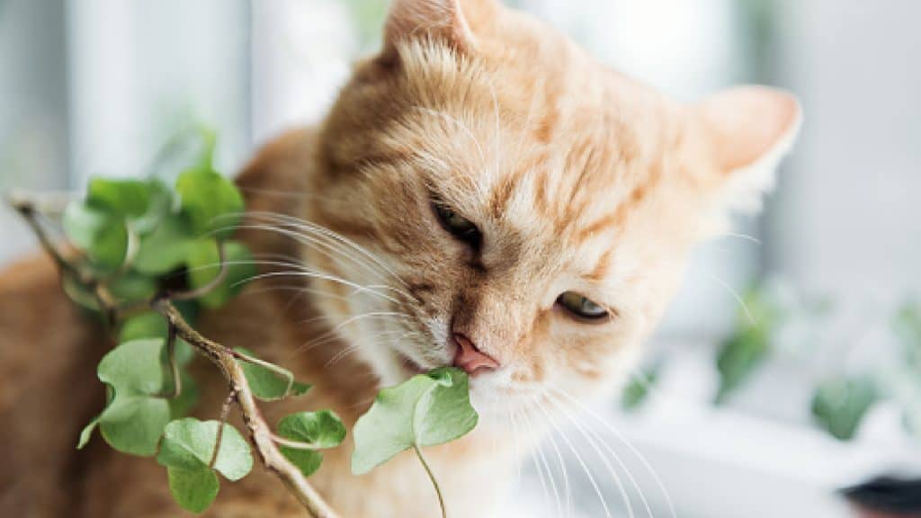 cat eating plant