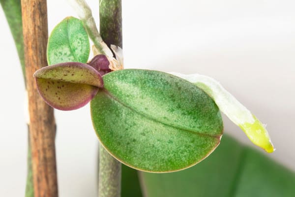 a growing keiki on an orchid
