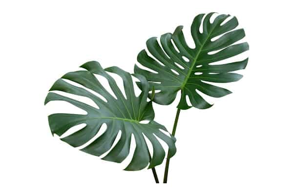 a monstera plant with perfect fenestrations. Read when do monstera leaves split to grow healthy fenestrations
