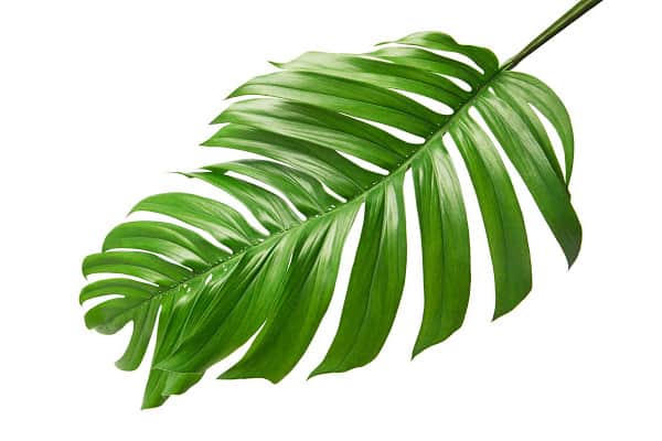 How to Get Monstera Leaves to Split (7 actionable steps to do now)