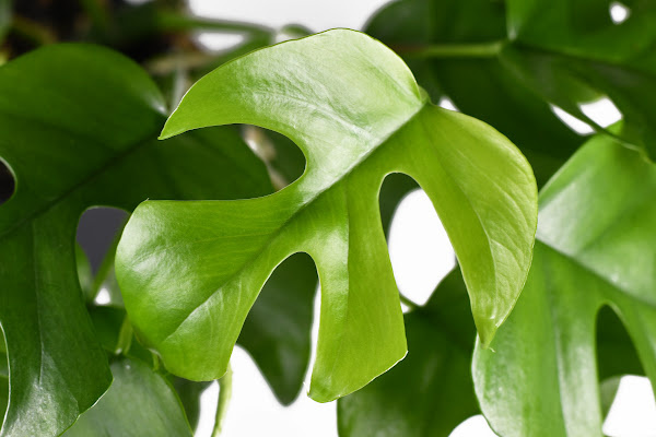 a small monstera leaf