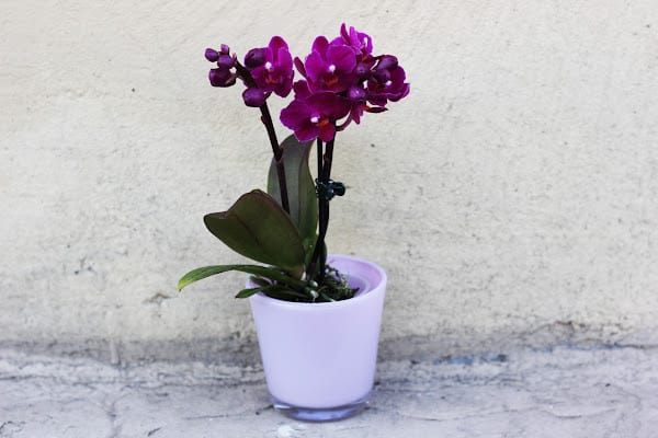 a healthy purple orchid in a white pot that could be due to following the steps in the how to save a dying orchid article