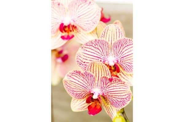 a close up of pink and yellow orchids