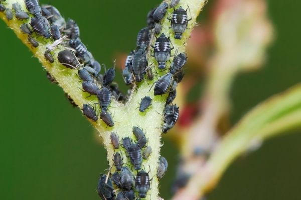 lots of aphids on houseplants stems 