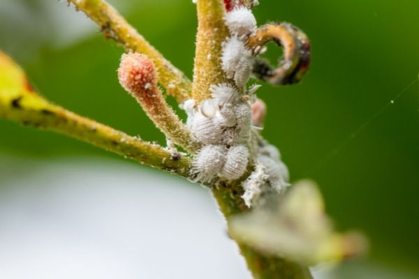 mealybugs (white bugs on houseplants) on the stems 