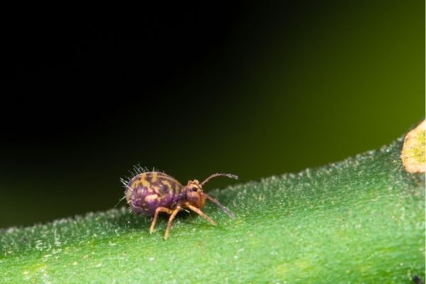 springtail insect on a houseplant leaf