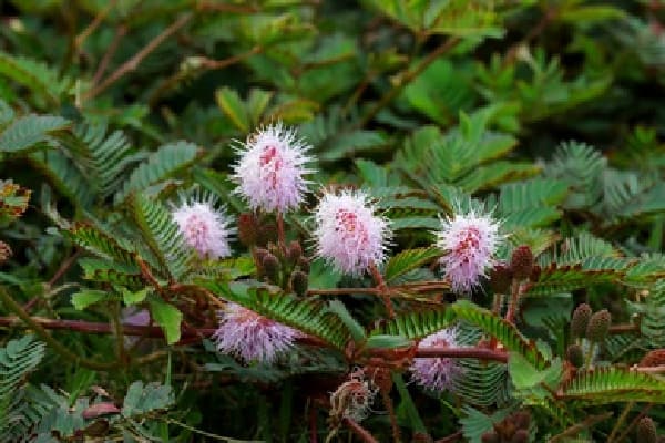 four pink mimosa pudica plant in the soil