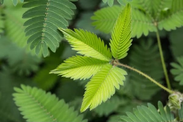 a close up of a mimosa leaf