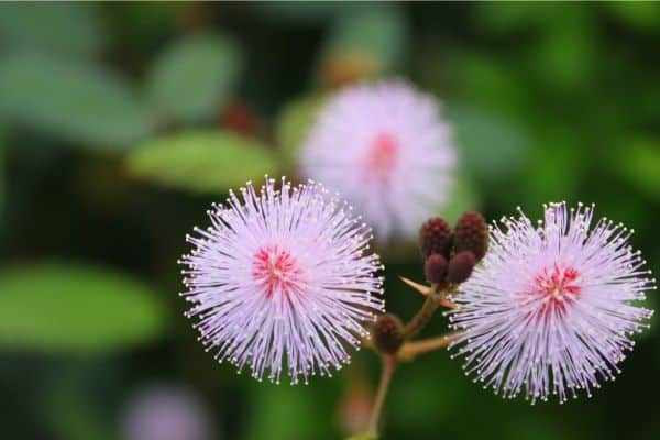with the right mimosa pudica care, the picture is displaying 3 thriving sensitive plant flowers